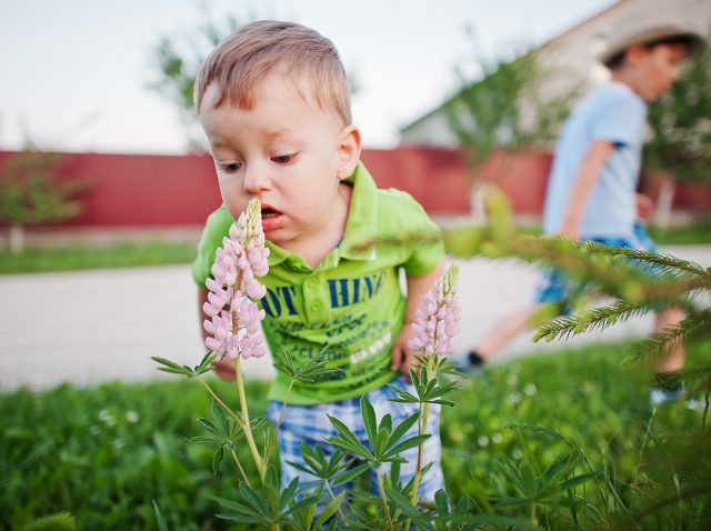Allergens and Children Photo of Young Child in Front of Flower