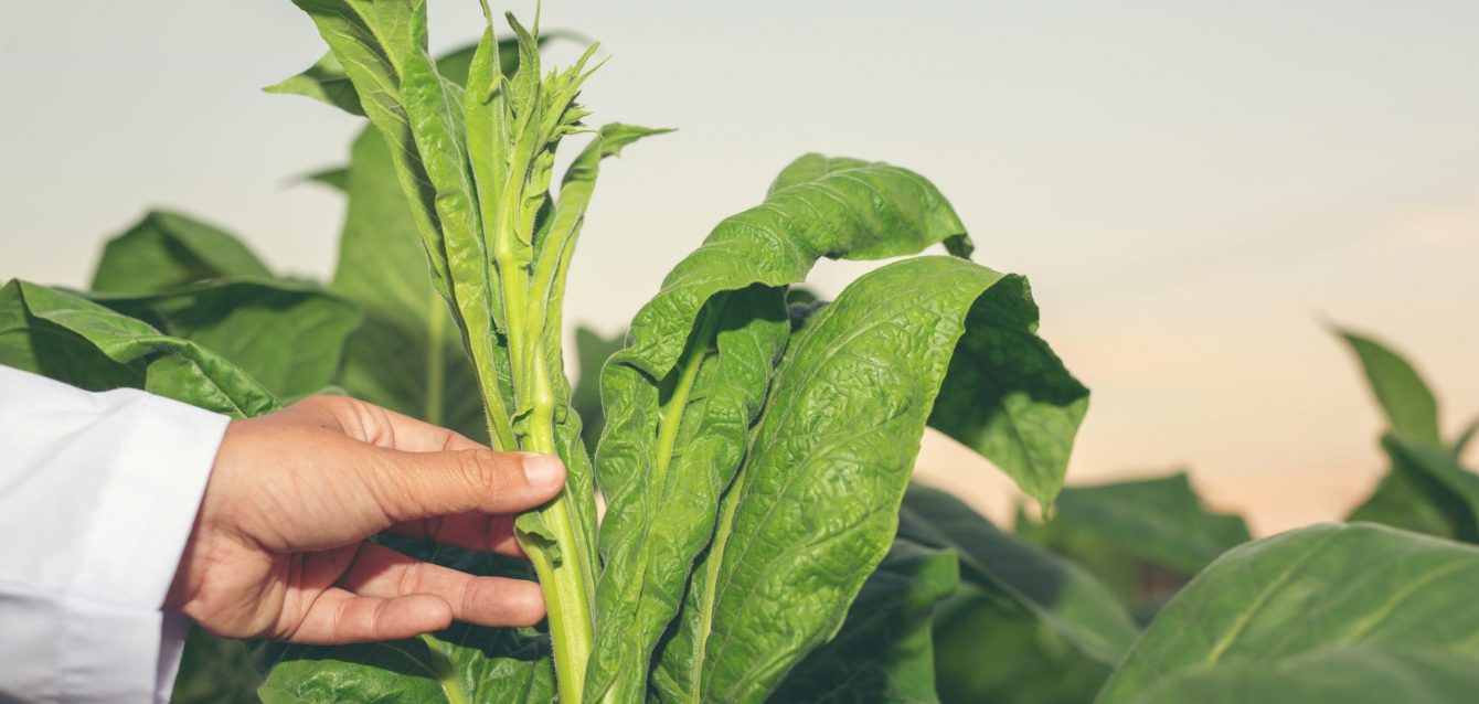 Plant-based drug delivery