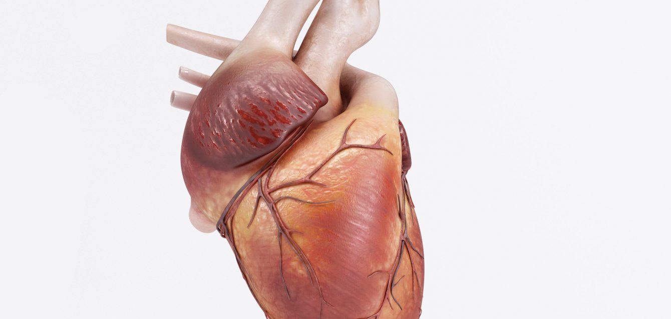 Cardiac progenitor cells