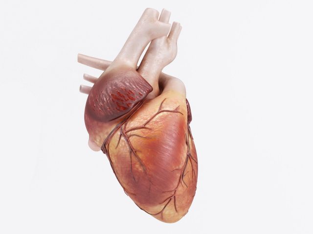 Cardiac progenitor cells