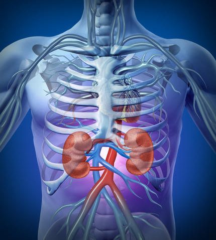 Kidney transplantation Kidney transplantation