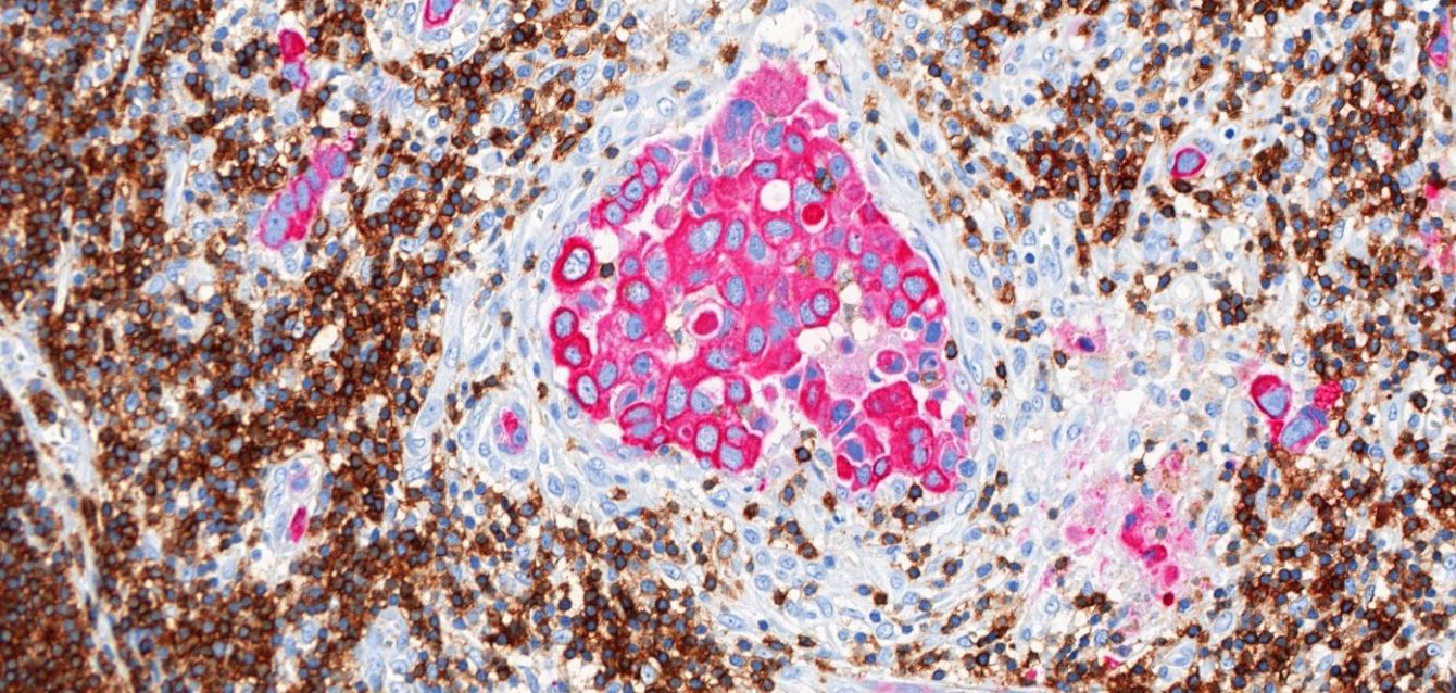 Tissue Slides.Double_RGB_Original.v5 Tissue Slides.Double_RGB_Original.v5