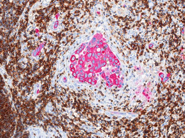 Tissue Slides.Double_RGB_Original.v5