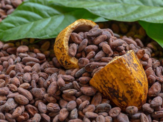 Cocoa Beans and Cocoa Fruits on wooden, Cocoa concept Cocoa Beans and Cocoa Fruits on wooden, Cocoa concept