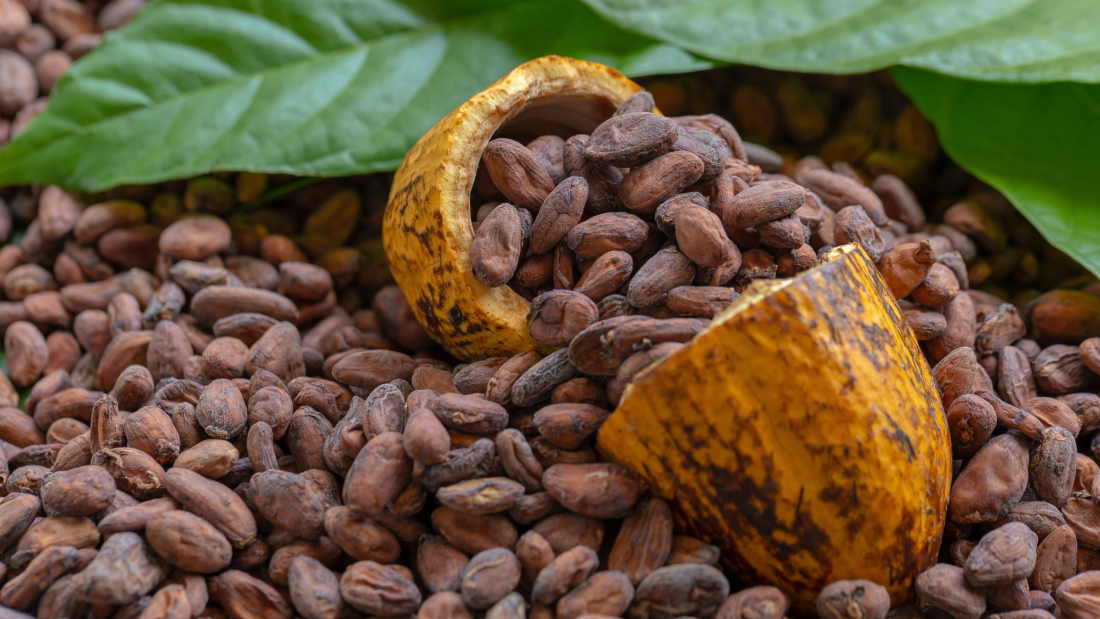 Granos de cacao y frutos de cacao sobre madera, concepto cacao.
