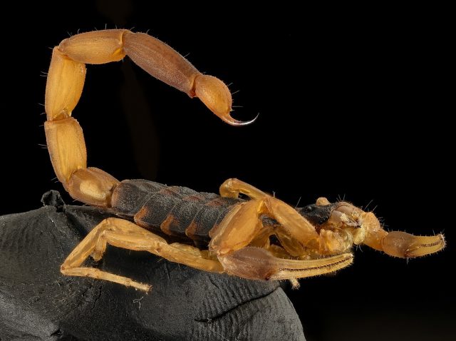 Scopion venom drug Scopion venom drug