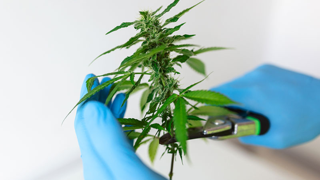 Medical Marijuana - Doctor Clips Pharmaceptical Hemp