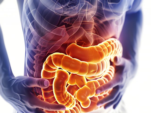 3D medical illustration of human intestines glowing with internal light.