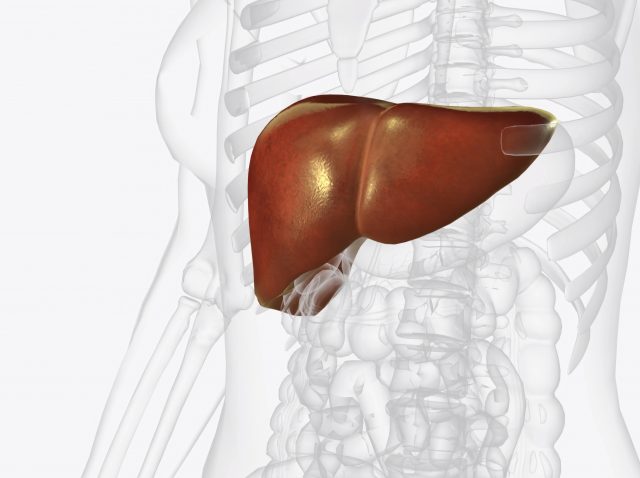 The liver is a large organ in the abdomen that performs many important bodily functions, including blood filtering