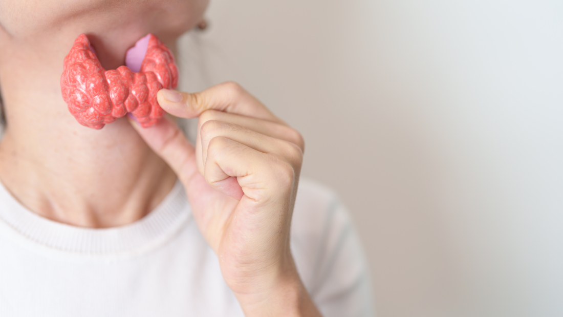 Woman holding human Thyroid anatomy model with her Neck. Hyperthyroidism, Hypothyroidism, Hashimoto Thyroiditis, Thyroid Tumor and Cancer, Postpartum, Papillary Carcinoma and Health concept