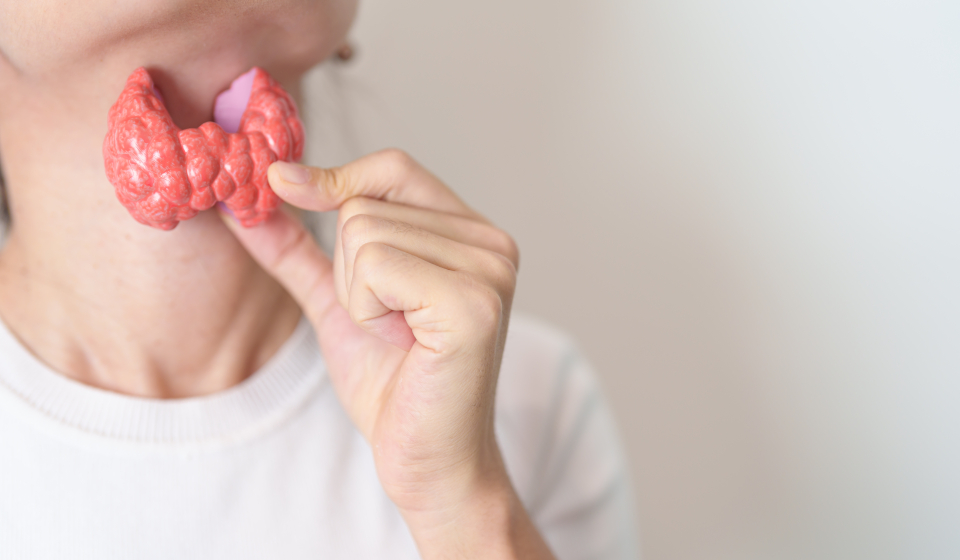 Mujer sosteniendo modelo de anatomía humana de Tiroides con su Cuello. Hipertiroidismo, Hipotiroidismo, Tiroiditis de Hashimoto, Tumor y Cáncer de Tiroides, Postparto, Carcinoma Papilar y concepto de Salud.