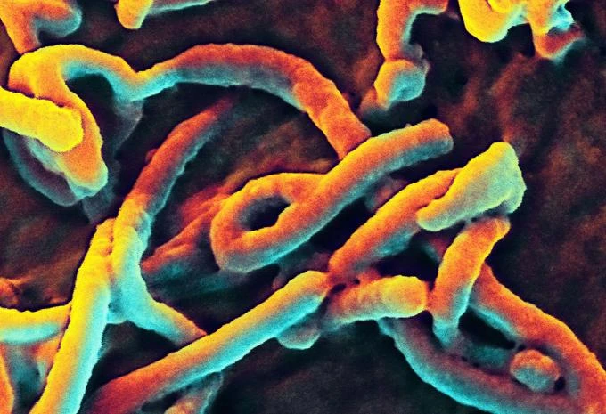 Brote de ébola