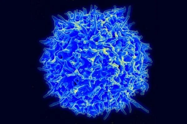 Blood stem cells