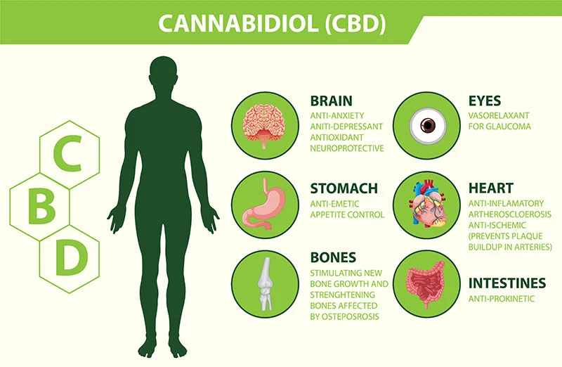 CBD-Canninbidial ilustración de cómo afecta a su cuerpo