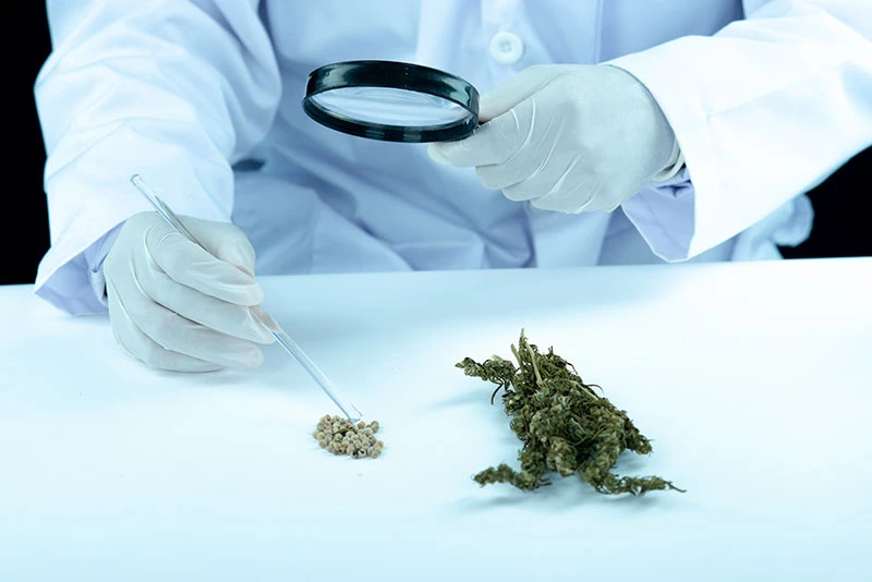 Medical Marijuana Doctor Prepares Sample for Patient